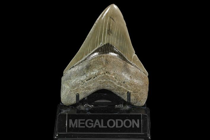 Serrated, Fossil Megalodon Tooth - South Carolina #129444